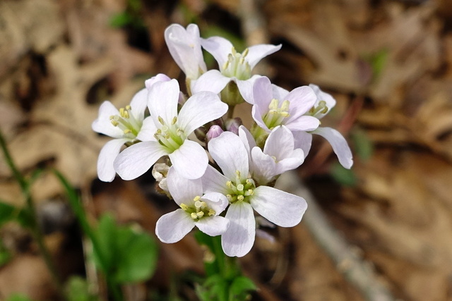 Cardamine douglassii