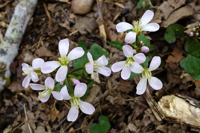 Cardamine douglassii