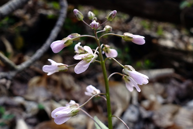 Cardamine douglassii