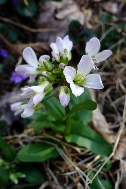 Cardamine douglassii