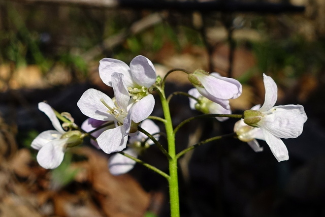 Cardamine douglassii