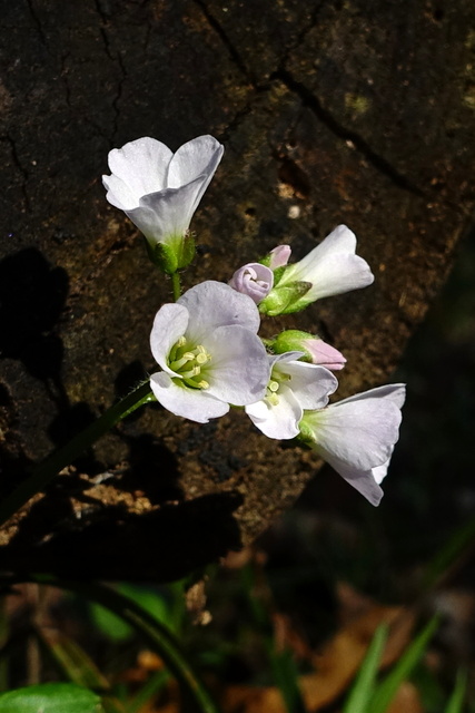 Cardamine douglassii