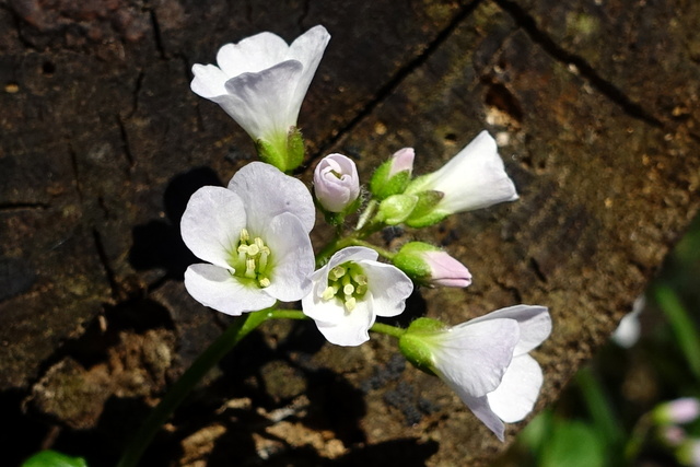 Cardamine douglassii