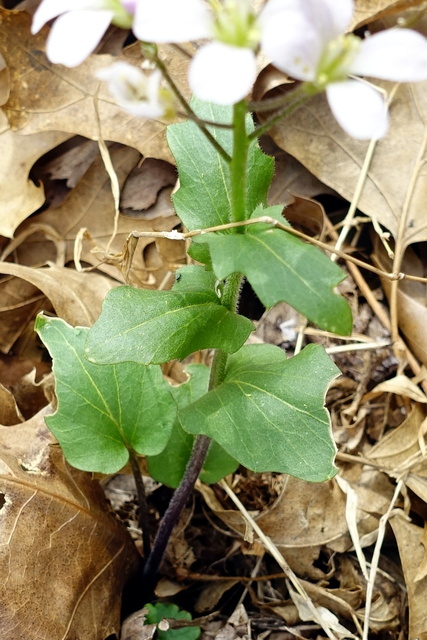 Cardamine douglassii - leaves