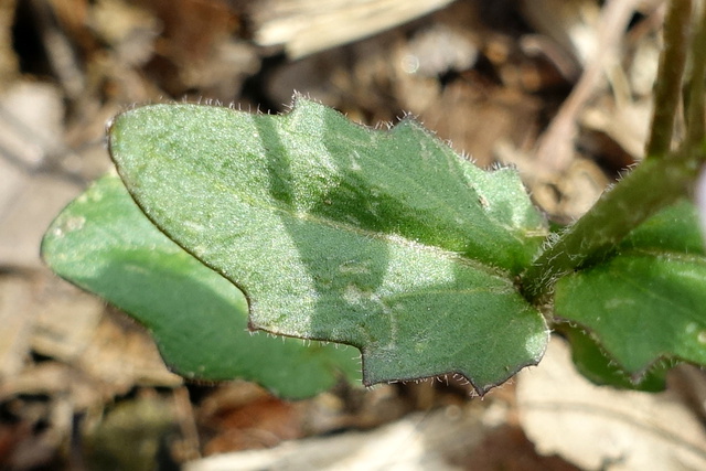 Cardamine douglassii - leaves