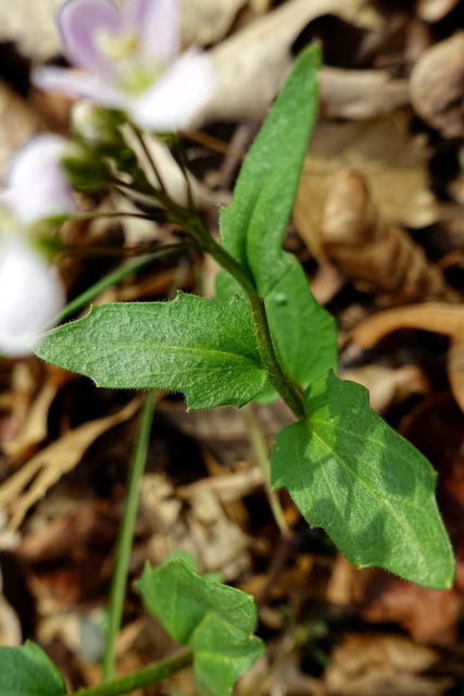 Cardamine douglassii - leaves