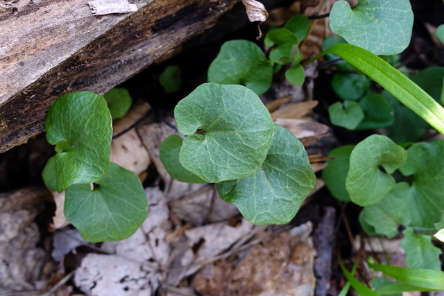 Cardamine douglassii - leaves