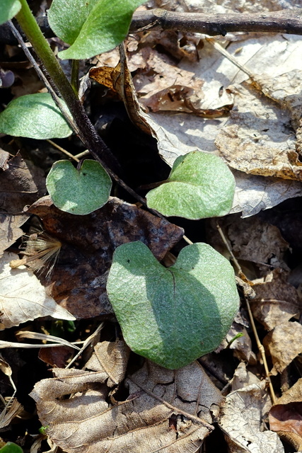 Cardamine douglassii - leaves