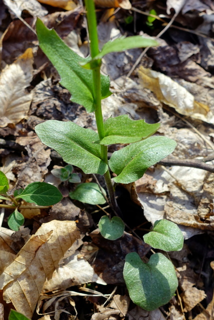 Cardamine douglassii - leaves