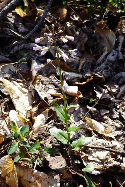 Cardamine douglassii - plant