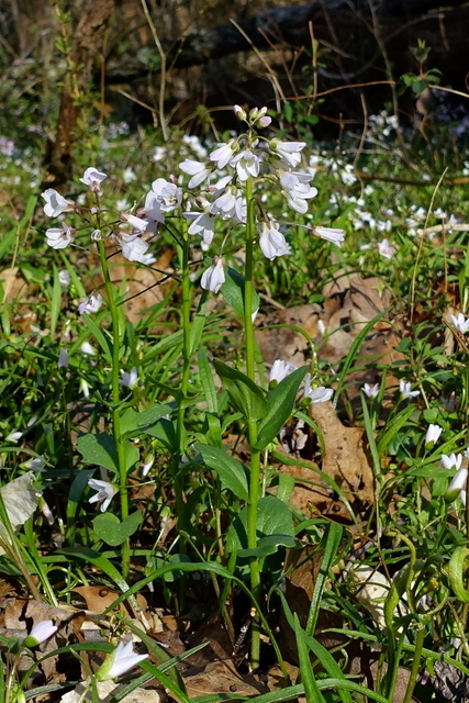 Cardamine douglassii - plant