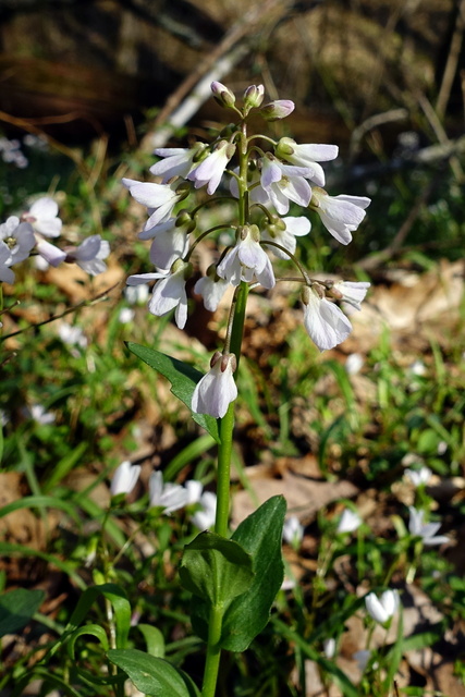 Cardamine douglassii - plant