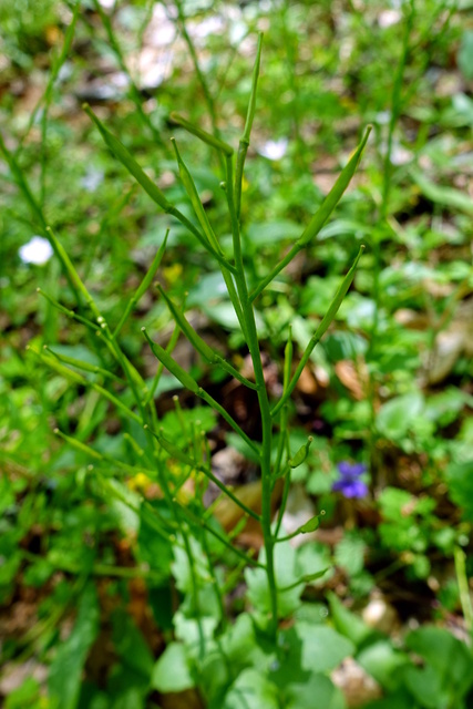 Cardamine douglassii - seedpods