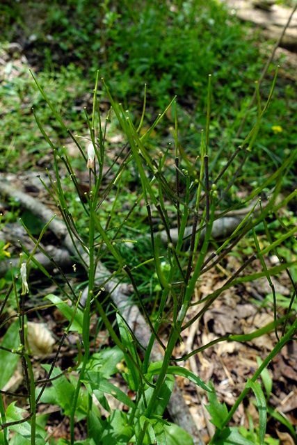 Cardamine douglassii - seedpods