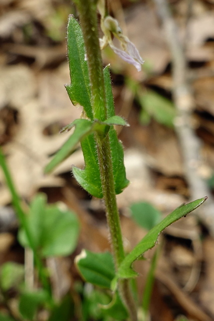 Cardamine douglassii - stem