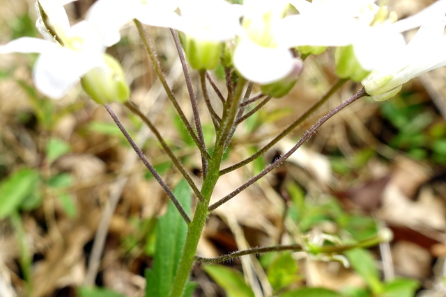 Cardamine douglassii - stem