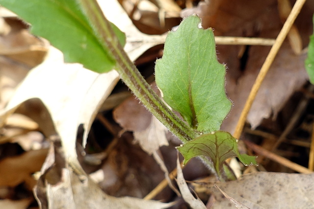 Cardamine douglassii - stem