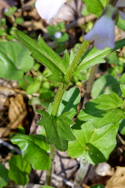 Cardamine douglassii - stem