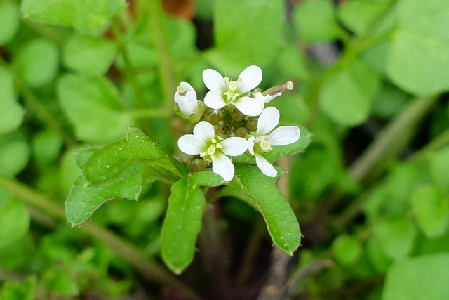 Cardamine hirsuta