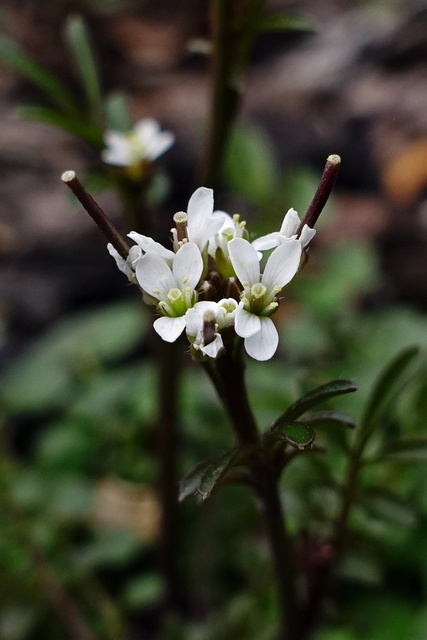 Cardamine hirsuta