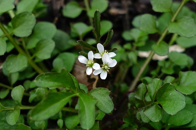 Cardamine hirsuta