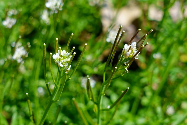 Cardamine hirsuta