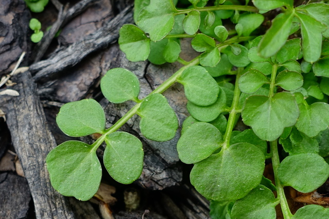 Cardamine hirsuta - leaves