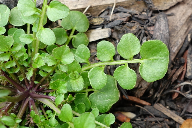 Cardamine hirsuta - leaves