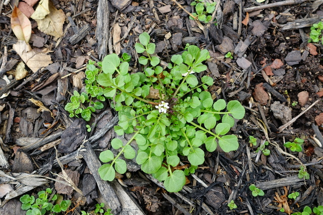 Cardamine hirsuta - plant