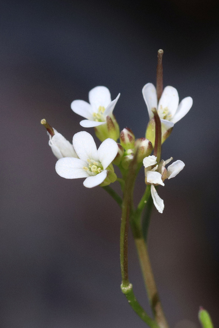 Cardamine pensylvanica