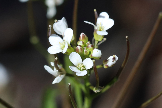 Cardamine pensylvanica