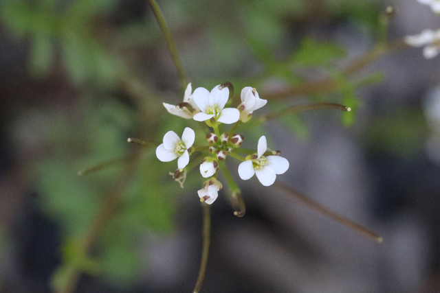 Cardamine pensylvanica