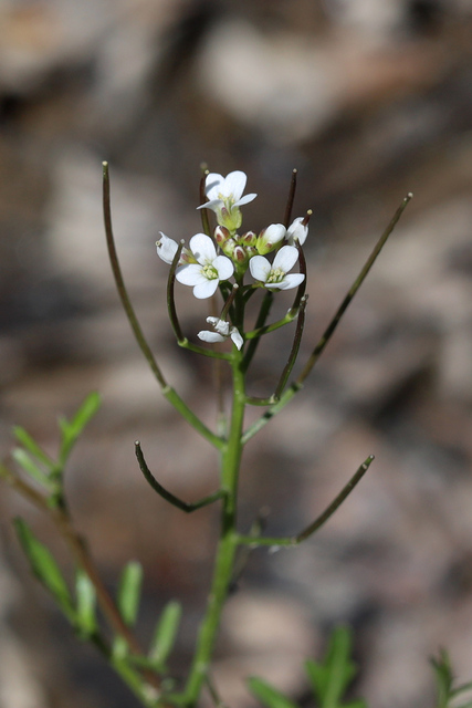 Cardamine pensylvanica