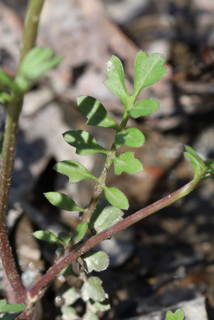 Cardamine pensylvanica - leaves