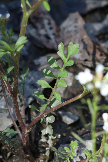 Cardamine pensylvanica - leaves