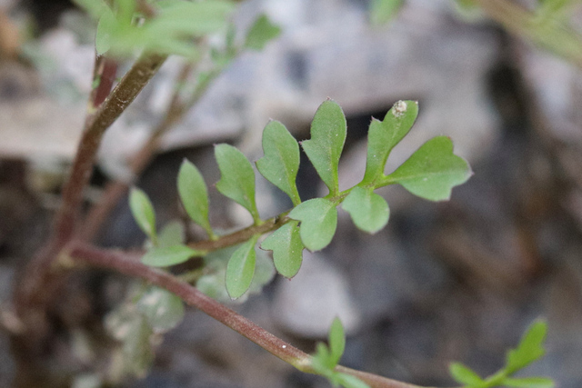 Cardamine pensylvanica - leaves