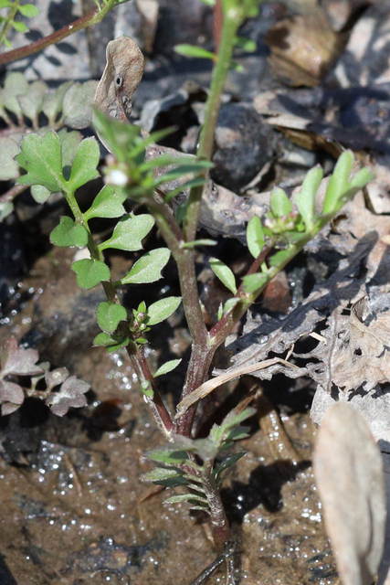 Cardamine pensylvanica - leaves