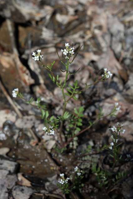 Cardamine pensylvanica - plant