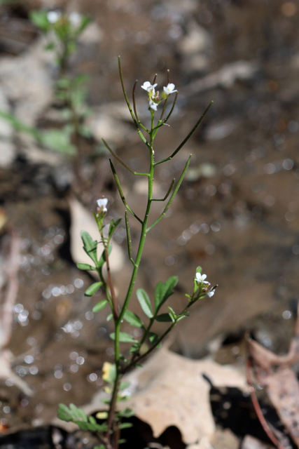 Cardamine pensylvanica - plant