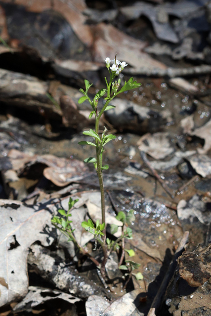 Cardamine pensylvanica - plant