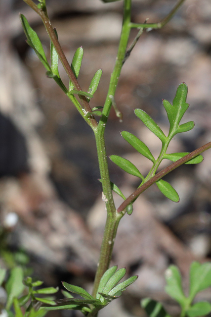 Cardamine pensylvanica - stem