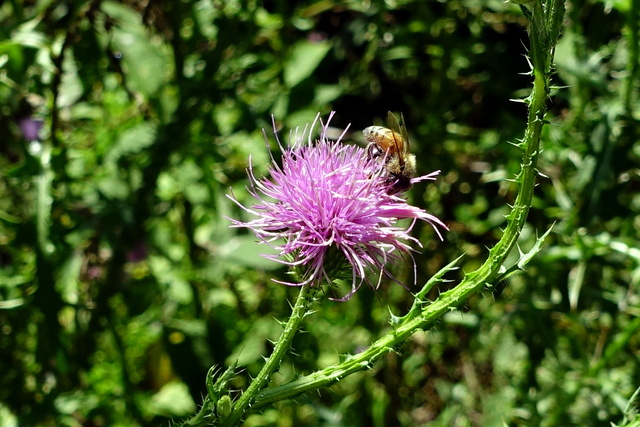 Carduus acanthoides