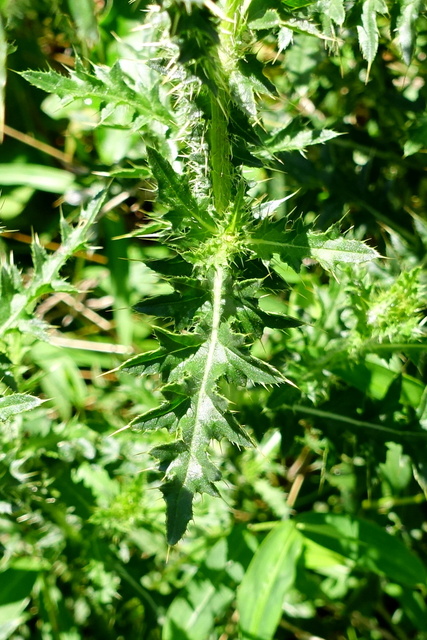 Carduus acanthoides - leaves