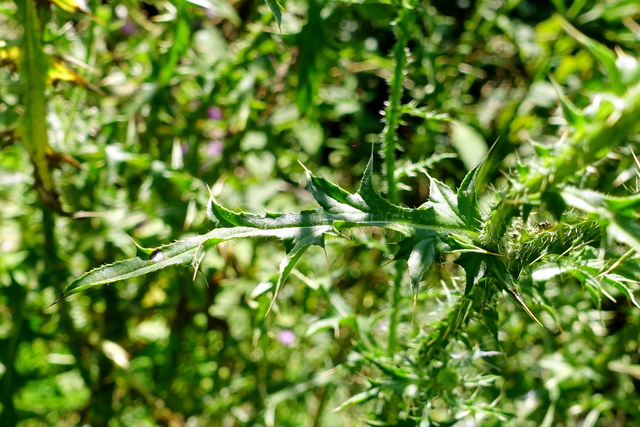 Carduus acanthoides - leaves