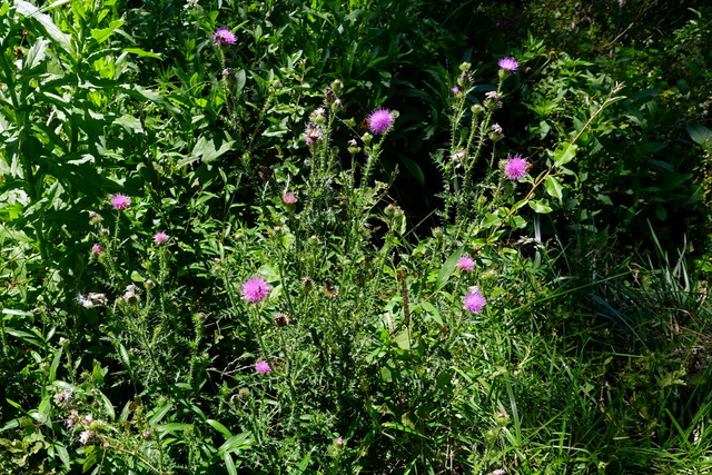 Carduus acanthoides - plants