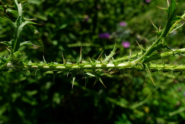 Carduus acanthoides - stem