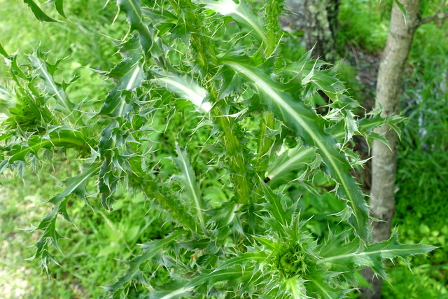 Carduus nutans - leaves