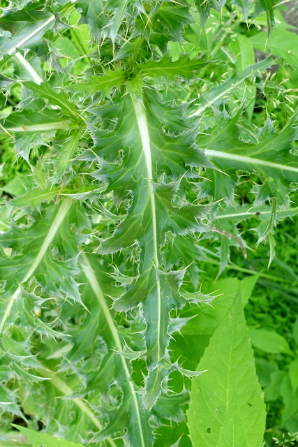 Carduus nutans - leaves