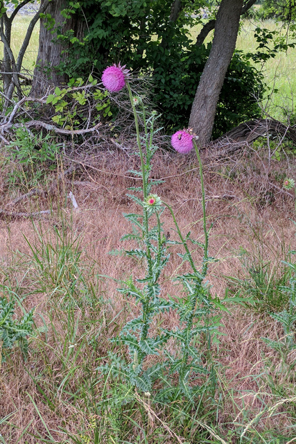 Carduus nutans - plants