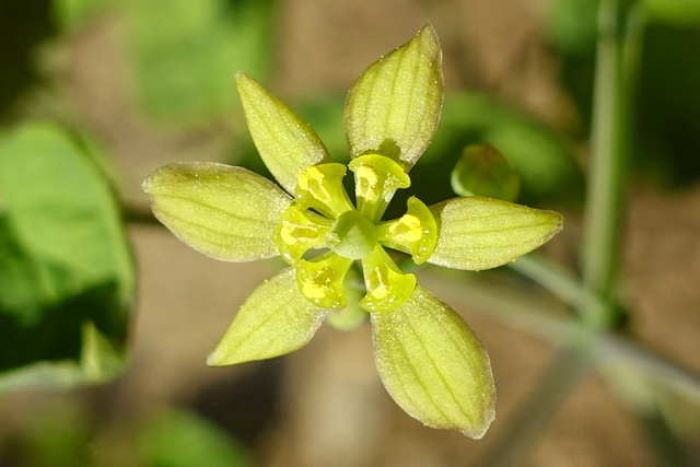 Caulophyllum thalictroides